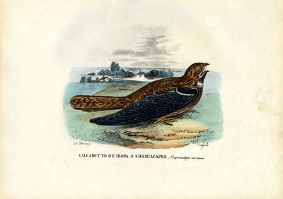 Nightjar by Raimundo Petraroja
